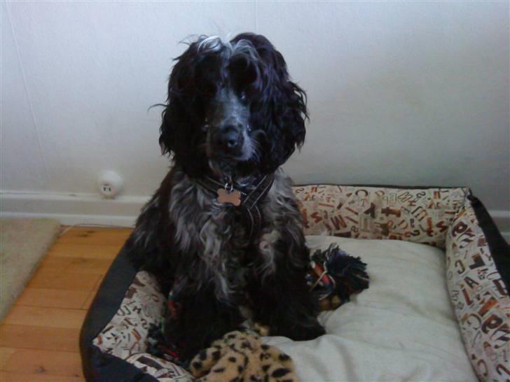 Cocker spaniel Kenzo - Dejlig hvalpepels... billede 10