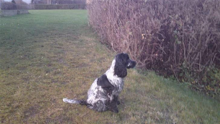Cocker spaniel Kenzo - Så kom hvalpepelsen af, skønt!  billede 11