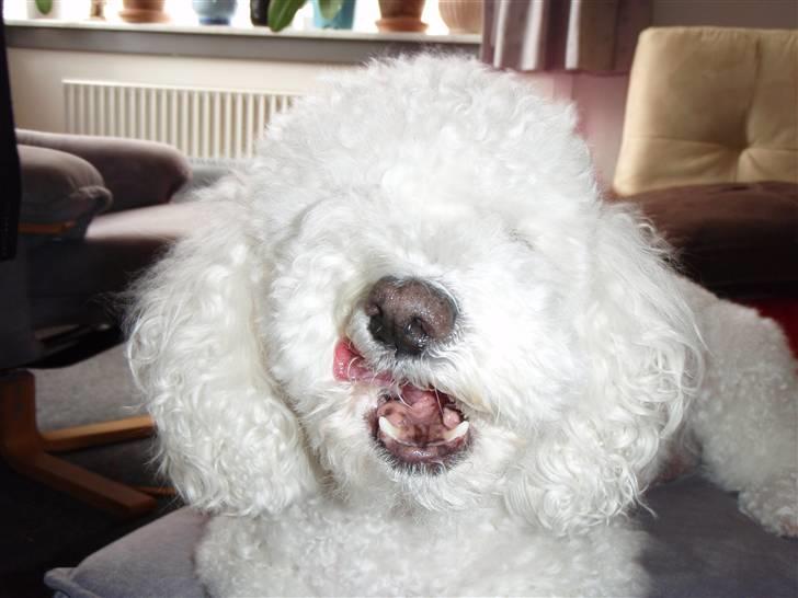 Blanding af racer Bino - r.i.p <3 billede 9