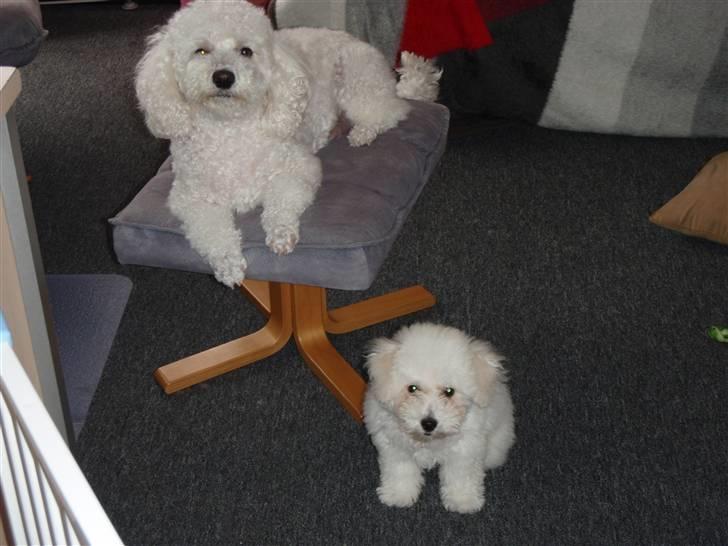 Blanding af racer Bino - r.i.p <3 billede 10