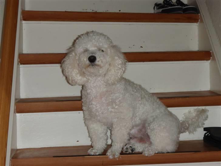 Blanding af racer Bino - r.i.p <3 billede 11