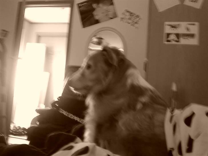 Blanding af racer gismo - gismo mor er ikke hjemme så er camilla god nok  billede 3