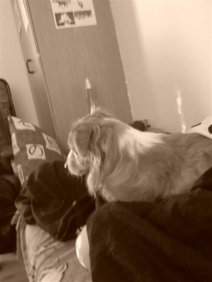 Blanding af racer gismo - gismo på mit værelse  billede 4