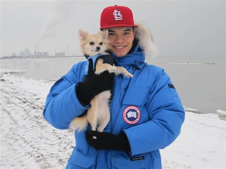 Chihuahua Mateus - min lillebaby sammen med kæresten  billede 18