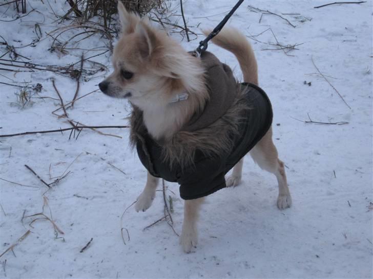 Chihuahua Mateus billede 19