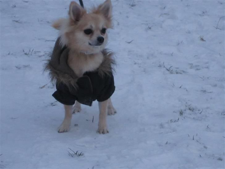 Chihuahua Mateus billede 20