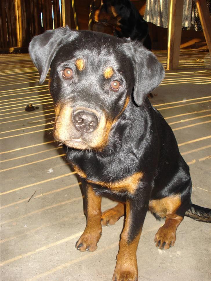 Rottweiler Berta billede 13