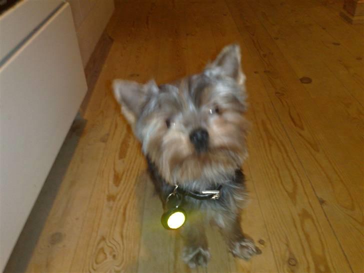 Yorkshire terrier pjevse billede 4