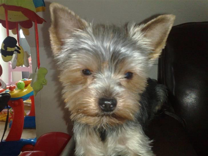 Yorkshire terrier pjevse billede 5