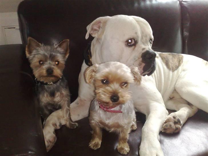 Yorkshire terrier pjevse billede 6