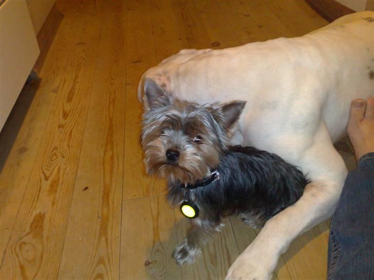 Yorkshire terrier pjevse billede 7