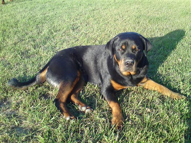 Rottweiler Berta billede 14