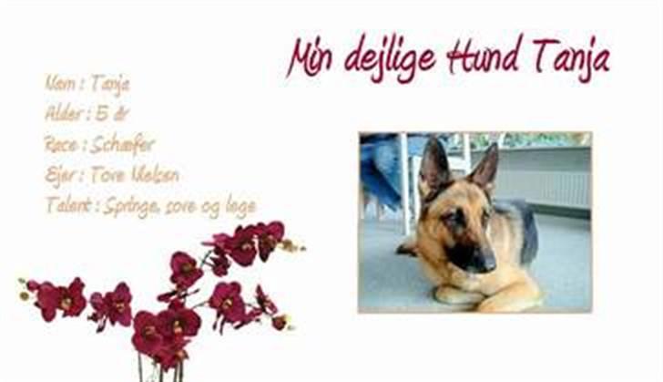 Schæferhund tanja *R.I.P* billede 18