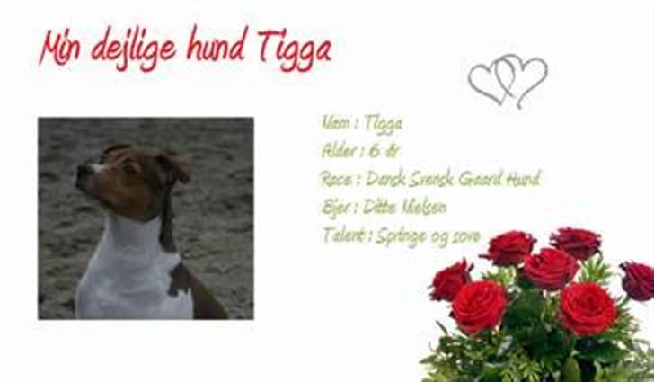 Dansk svensk gaardhund Tigga - *30/12-15* billede 15