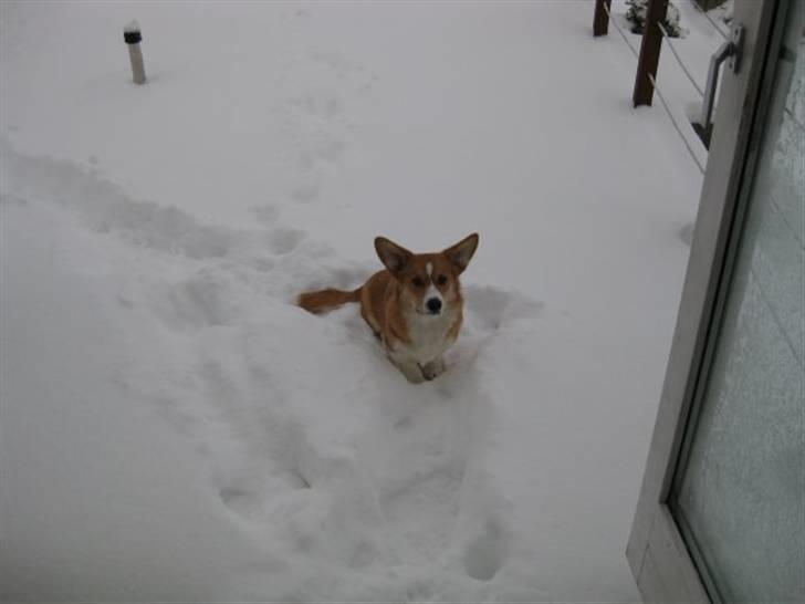Welsh corgi pembroke Charlie - Charlie i sneen. 9 måneder gammel ca. billede 17
