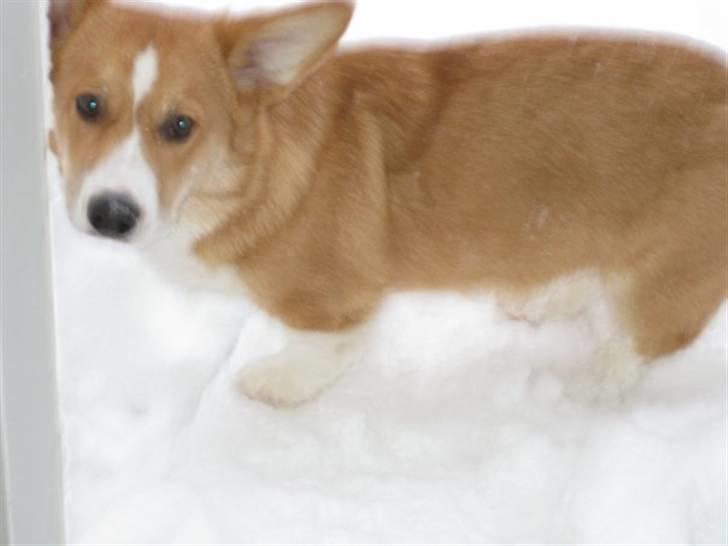 Welsh corgi pembroke Charlie billede 18