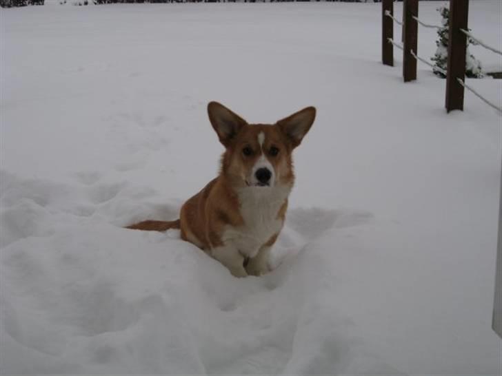 Welsh corgi pembroke Charlie billede 19