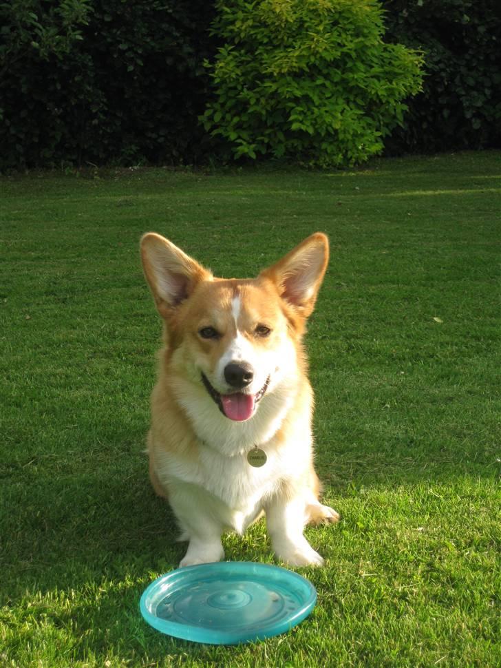 Welsh corgi pembroke Charlie - Charlie med sit yndlings legetøj.  billede 20
