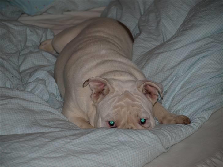 Engelsk bulldog Ida billede 1