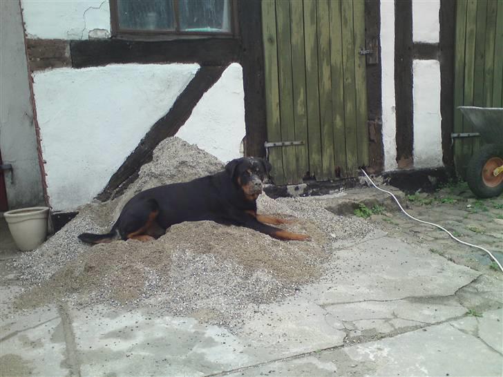 Rottweiler Berta billede 15