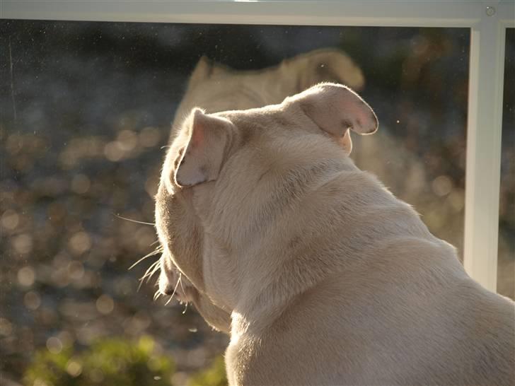 Engelsk bulldog Ida billede 2