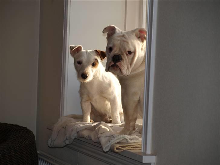 Engelsk bulldog Ida billede 3