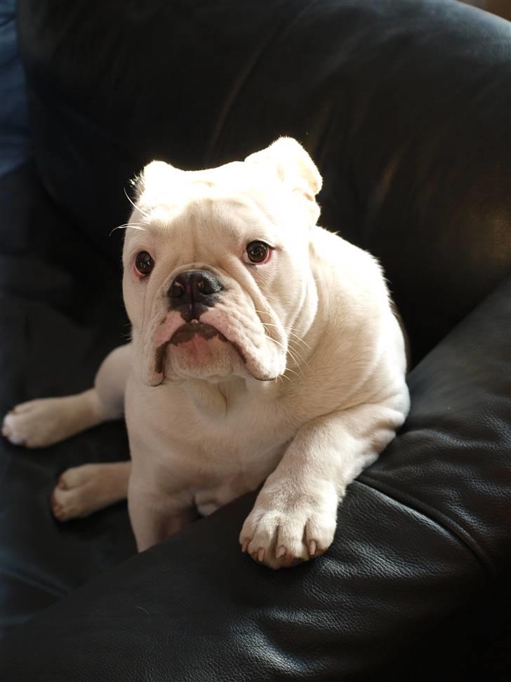 Engelsk bulldog Ida billede 4