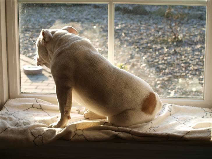 Engelsk bulldog Ida billede 5