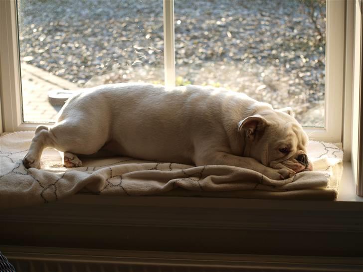 Engelsk bulldog Ida billede 6