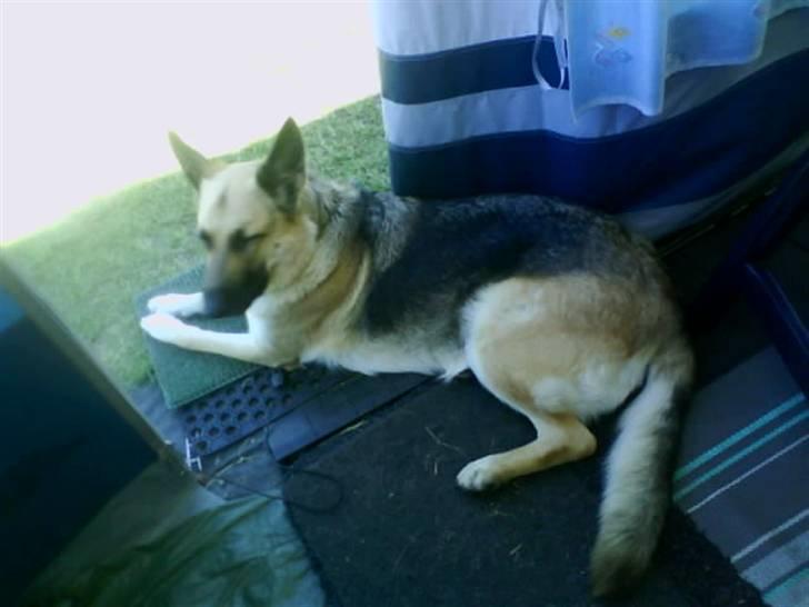Schæferhund Thes billede 6