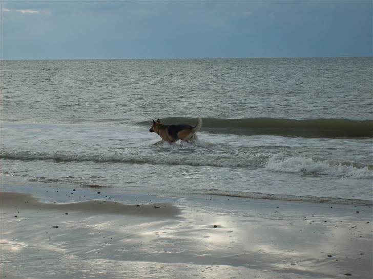 Schæferhund Thes billede 8