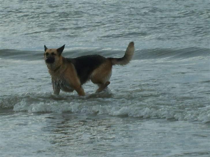 Schæferhund Thes billede 9