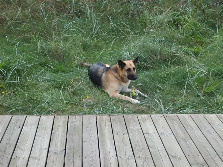 Schæferhund Thes billede 10
