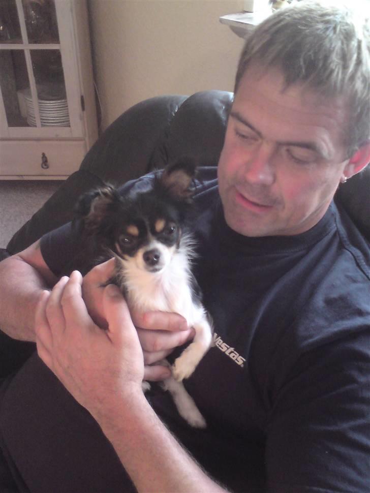 Chihuahua Sisse billede 12