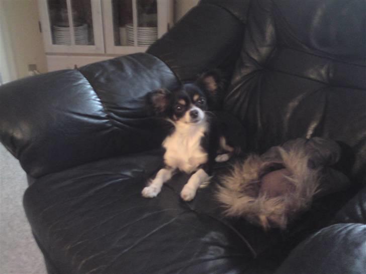 Chihuahua Sisse billede 13