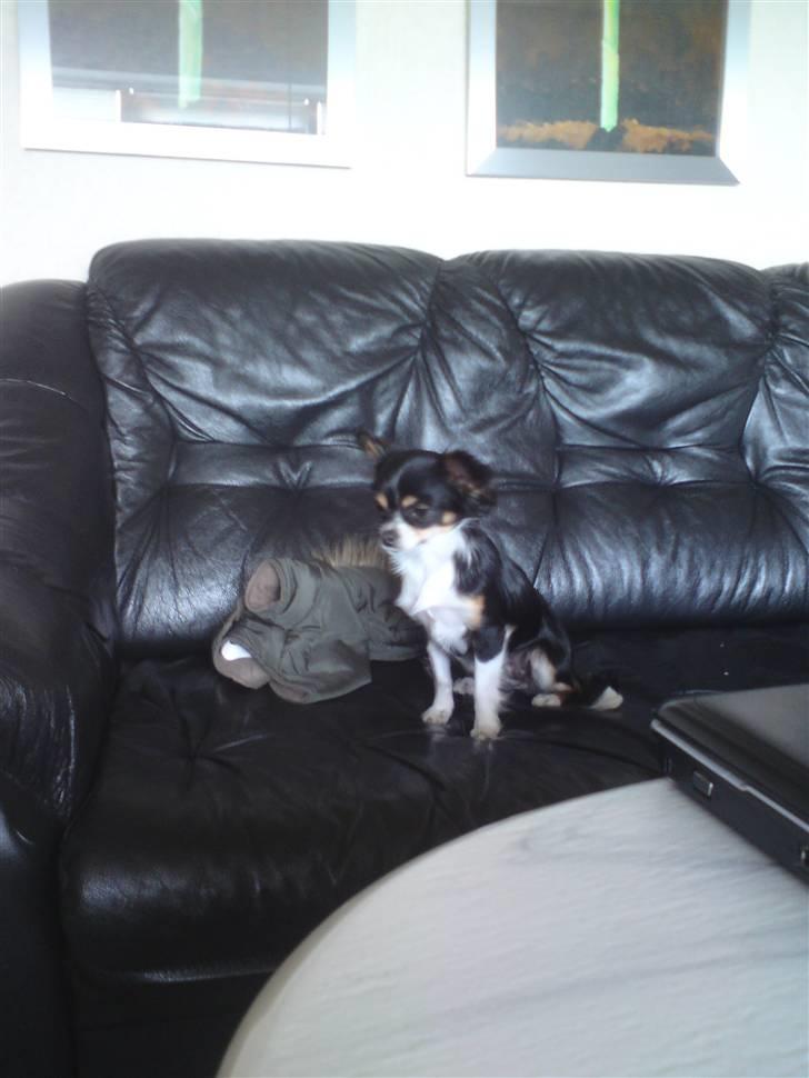 Chihuahua Sisse billede 14