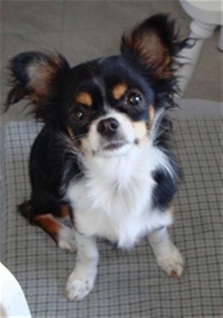 Chihuahua Sisse billede 15