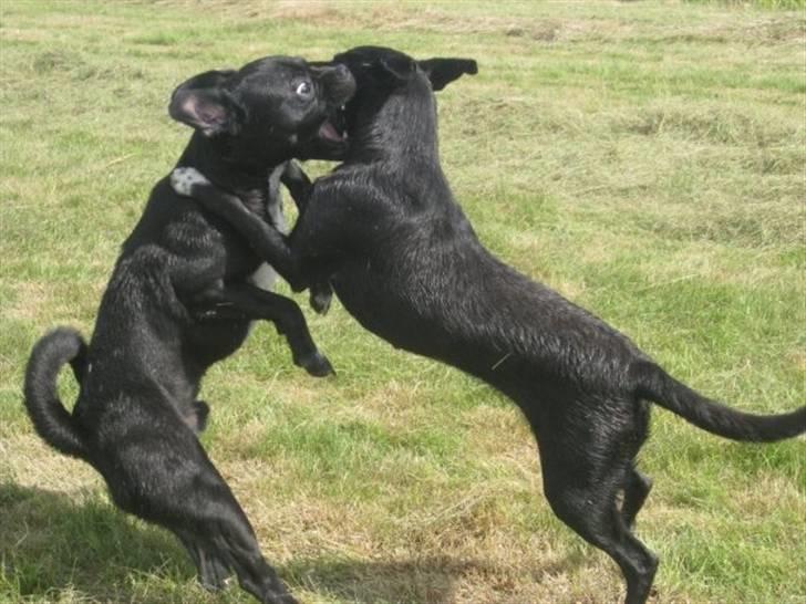 Blanding af racer Karla Malone - Mig og min allerbedste ven Jackpot billede 11