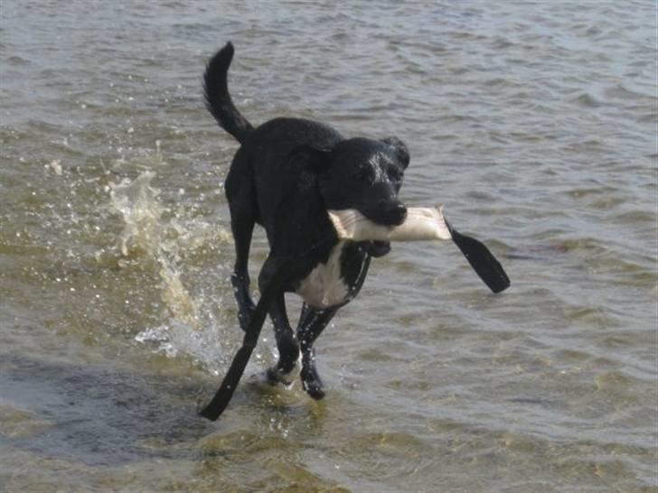 Blanding af racer Karla Malone - Vandhund, sommeren 2009 billede 12