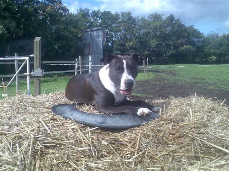 Amerikansk staffordshire terrier Fie. - Fie og hendes bide ring. Hun elsker at springe op på big ballerne og ligge og trone. billede 1