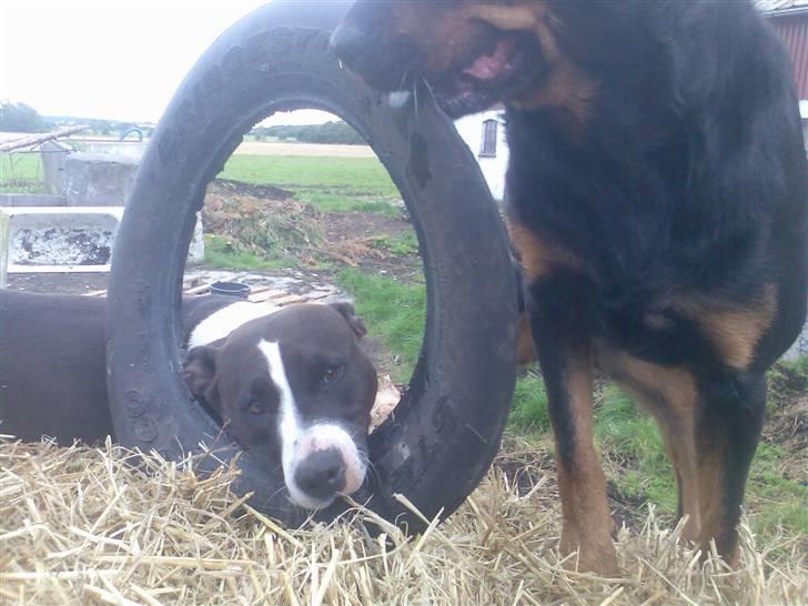 Amerikansk staffordshire terrier Fie. billede 2