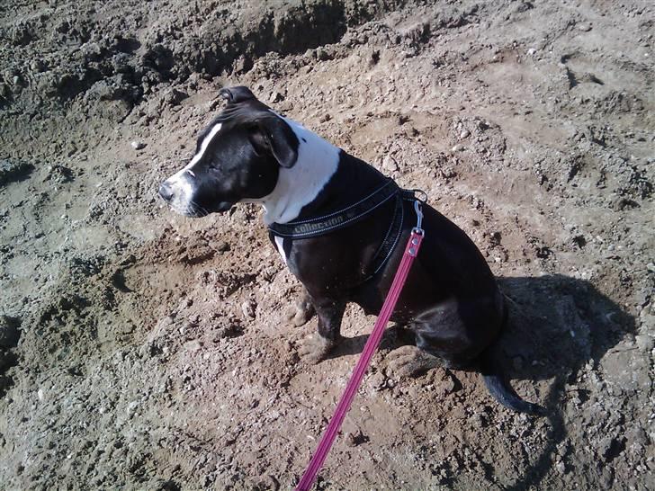 Amerikansk staffordshire terrier Fie. billede 3