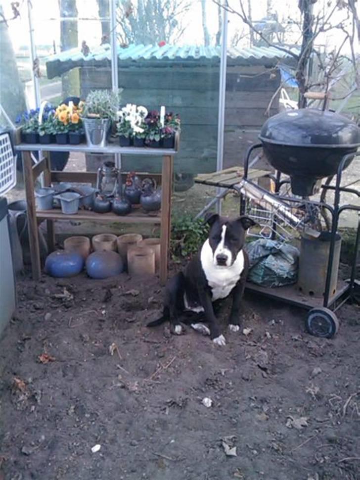 Amerikansk staffordshire terrier Fie. billede 4