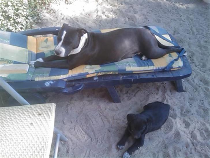 Amerikansk staffordshire terrier Fie. - Hun elsker varme... billede 5