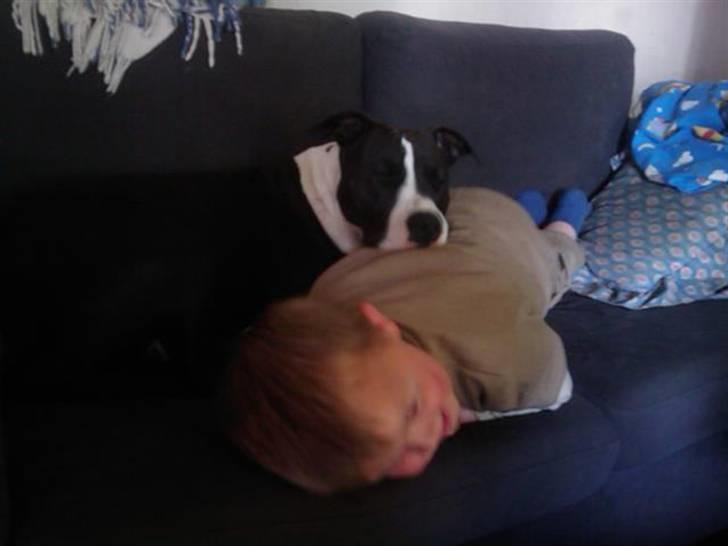 Amerikansk staffordshire terrier Fie. - Fie og Marcus er bedste venner. billede 6