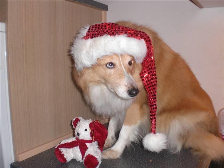 Shetland sheepdog Mille - Må jeg ikk´ godt snart få den her af! :p billede 17