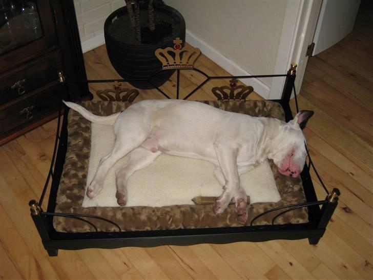 Bullterrier Steadfast Oscar R*I*P - Oscar i sin nye seng, næsten 8 mdr. billede 9