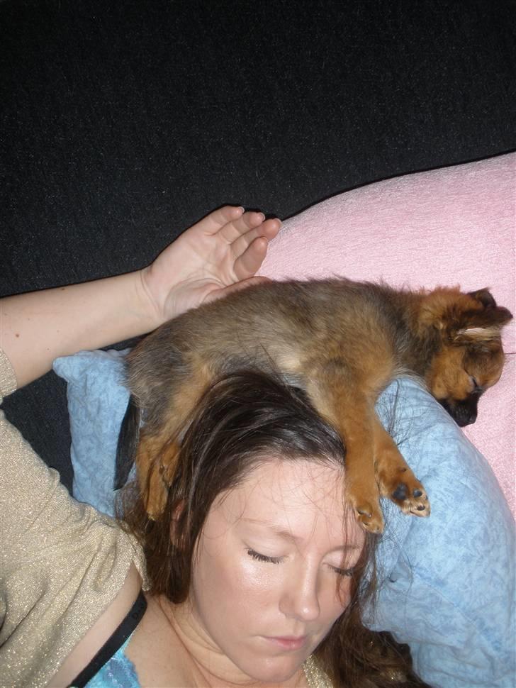 Blanding af racer **Chanel** - Så sover jeg på hovedet af mor. zzz  billede 13