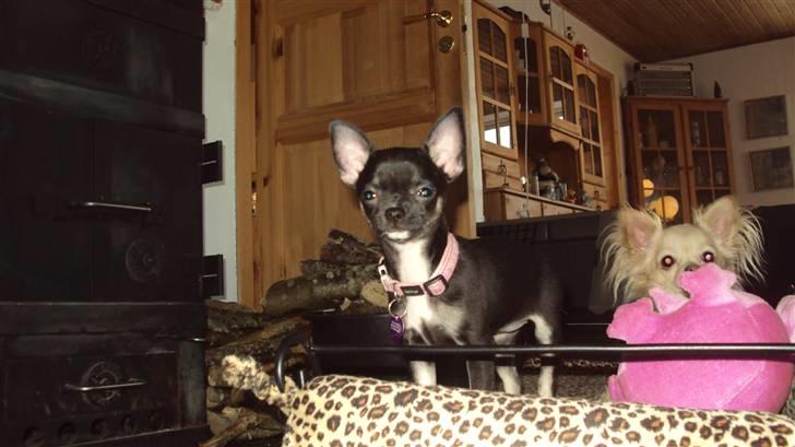 Chihuahua Annabell billede 10