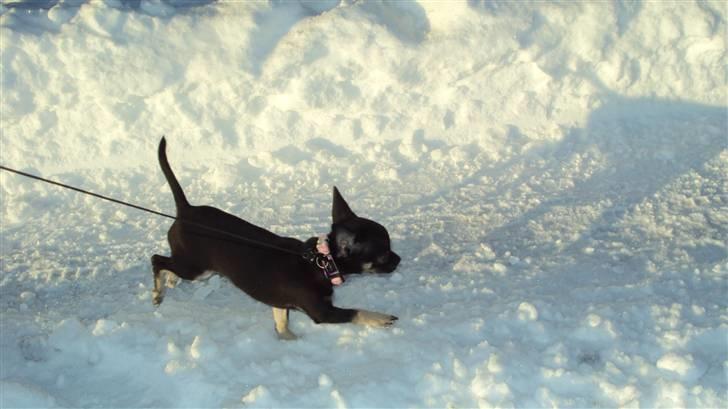 Chihuahua Annabell - i sneen for førstegang billede 11